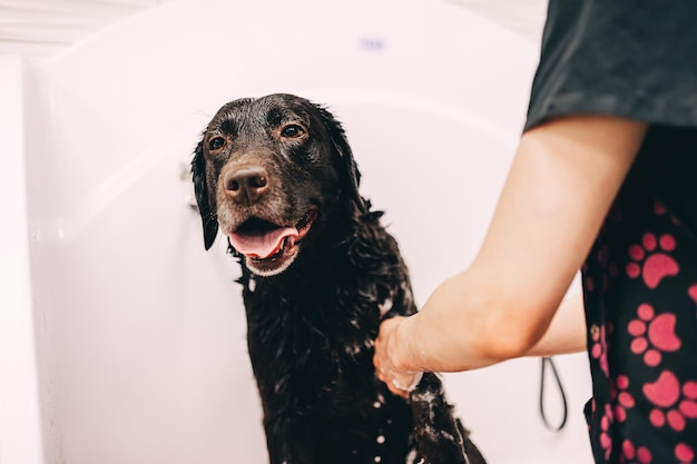 The groomer washes the dog in the bathroom