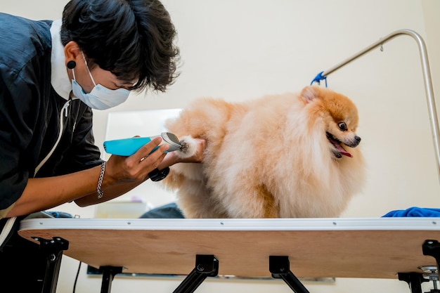 Groomer with protective face mask cutting pomeranian dog at grooming salon