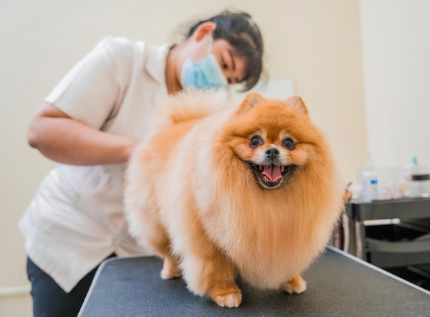 Groomer with protective face masks cutting pomeranian dog at grooming salon