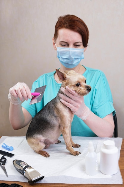 Groomer woman with red hair in a medical mask is combing the wool of a Yorkshire Terrier dog with a metal brush. Care for pedigree dogs, getting rid of tangles, hygiene procedures, grooming.