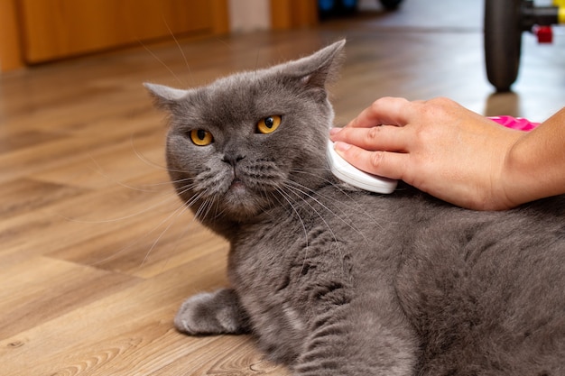 Grooming brushing gray pretty cute cat with a special brush