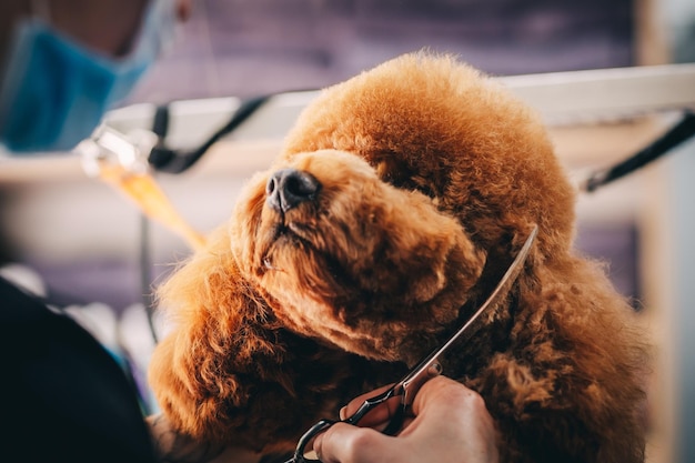 Grooming a dog in a grooming salon Animal care