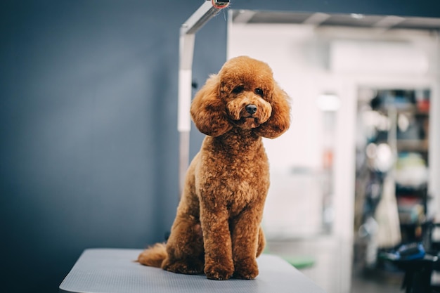 Grooming a dog in a grooming salon Animal care