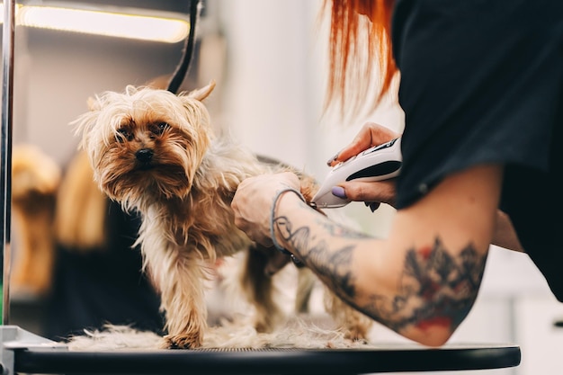 Grooming a dog in a grooming salon Animal care