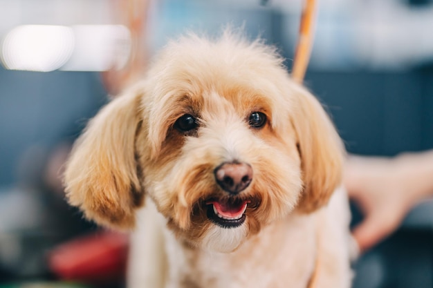 Grooming a dog in a grooming salon Animal care