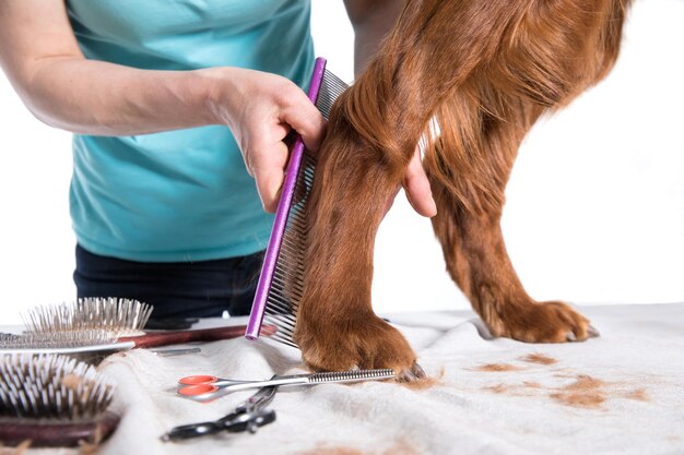 Grooming Dog Pet Groomer Brushing Dog39s Hair With Comb At Salon