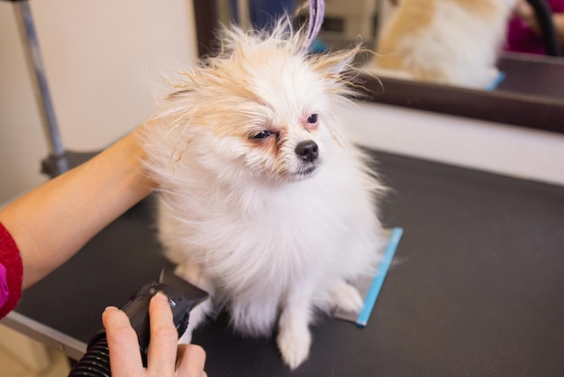 Grooming dogs spitz pomeranian in the cabin