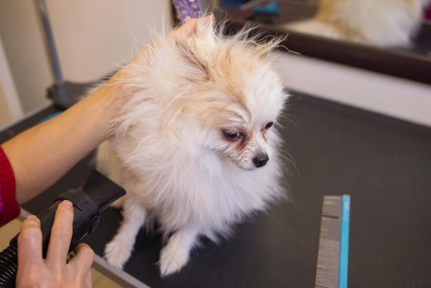 Grooming dogs spitz pomeranian in the cabin