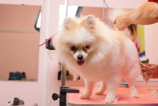 Grooming dogs Spitz Pomeranian in the cabin.