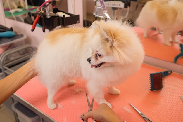 Grooming dogs Spitz Pomeranian in the cabin.