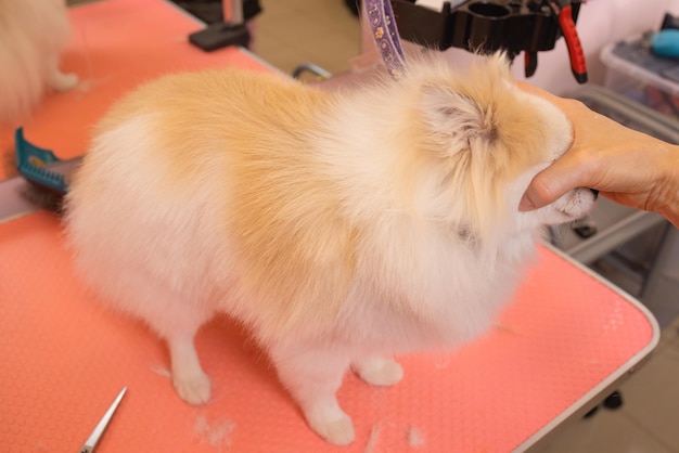 Grooming dogs Spitz Pomeranian in the cabin