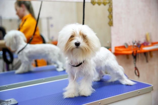 Grooming master cuts and shaves, cares for a dog.