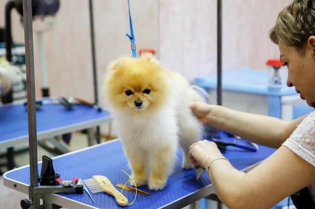 Grooming master cuts and shaves, cares for a dog.