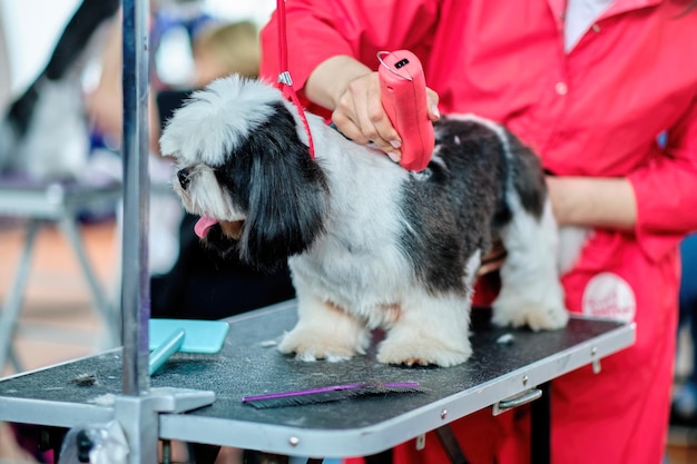 Grooming pets with a typewriter A female groomer cuts a Shitsu or shih tzu dog on a grooming table i