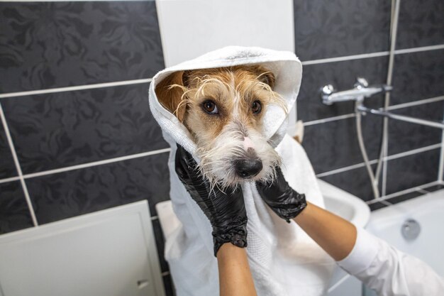 Grooming procedure A girl in black gloves wipes a wet Jack Russell Terrier dog with a towel in the bathroom