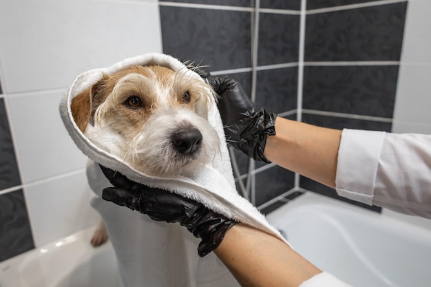 Grooming procedure A girl in black gloves wipes a wet Jack Russell Terrier dog with a towel in the bathroom