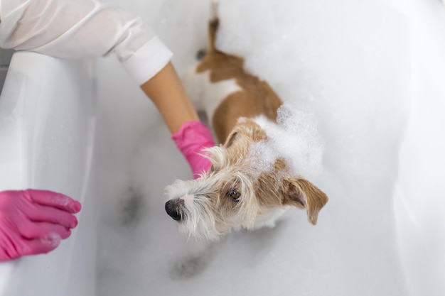 Grooming procedure Jack Russell Terrier puppy takes a shower