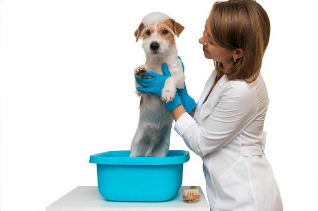 Grooming salon. A girl in a white coat and gloves washes a Jack Russell Terrier dog in a blue basin. Isolated on white background.