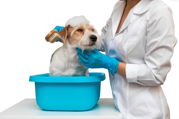 Grooming salon. A girl in a white coat and gloves washes a Jack Russell Terrier dog in a blue basin. Isolated on white background.