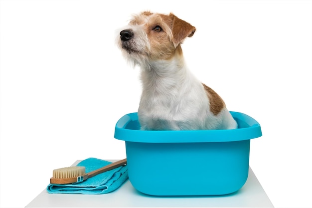 Grooming salon The Jack Russell Terrier dog sits in a blue wash basin Nearby are a brush and a towel Isolated on white background