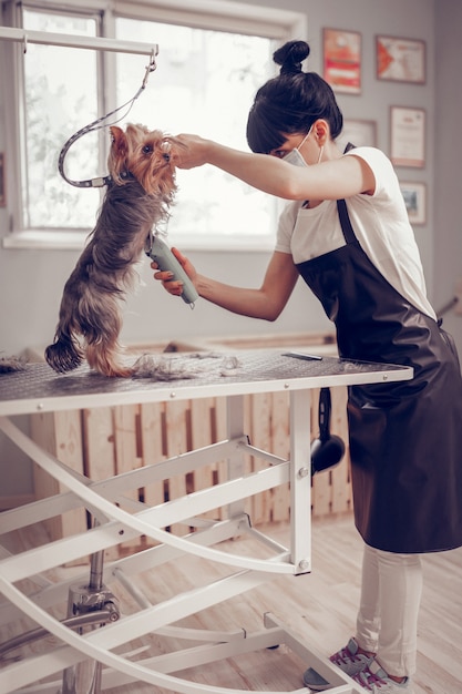 Photo grooming salon. worker of grooming salon shaving cute little dog standing on the table