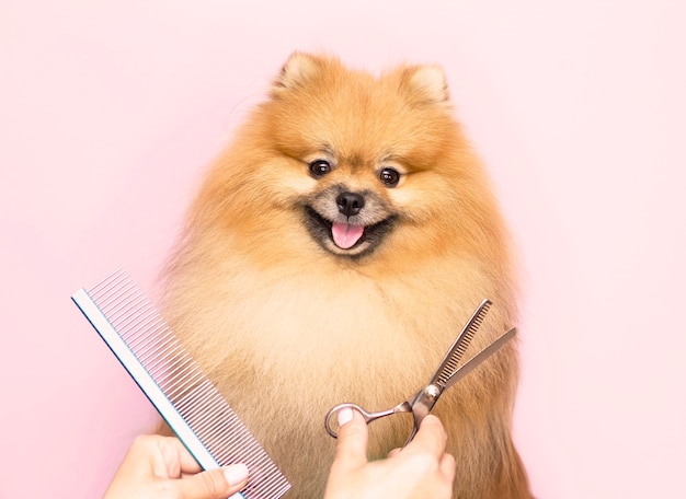 Grooming. A smiling Pomeranian dog gets a haircut in a pet care salon. Close-up. Pink background. Scissors and a comb near the dog's muzzle.