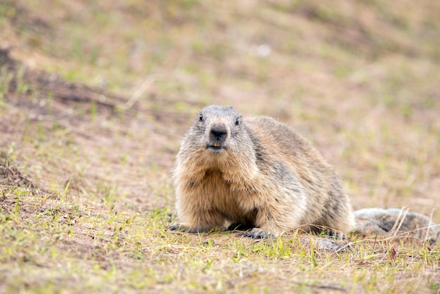 Ground hog marmot day portrait