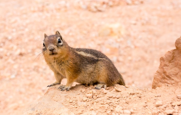 Ground squirell on sandy soil surface