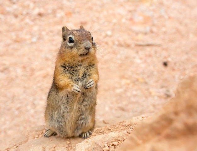 Ground squirell on sandy soil surface