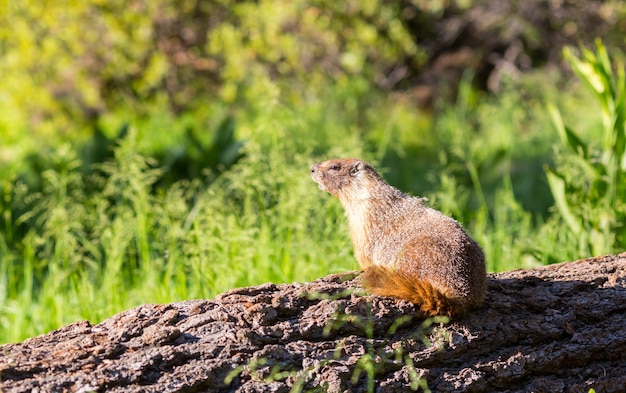 Ground squirell sitting on stump.