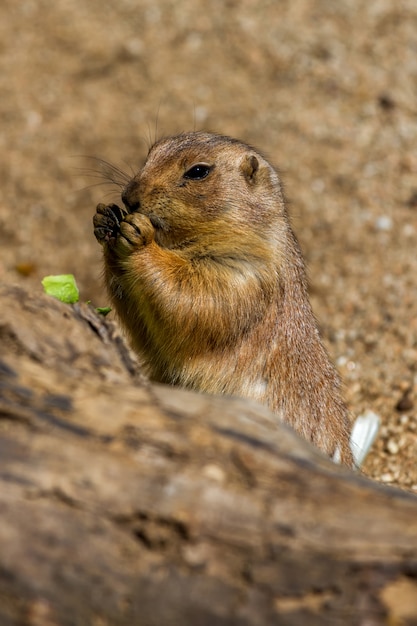 Ground squirrels eating something