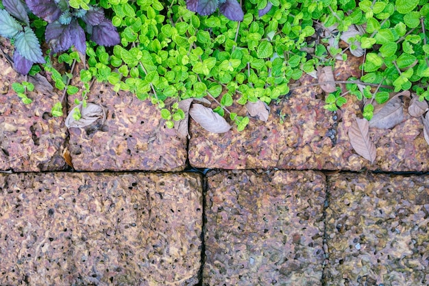 Ground stone walkway with foliage