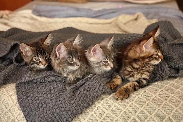 Group of 6 Cute Maine Coon kittens lying in grey warm blanket