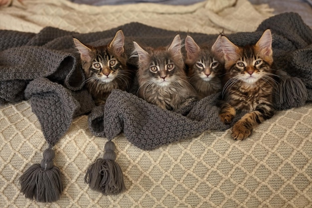 Group of 6 Cute Maine Coon kittens lying in grey warm blanket