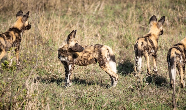 Group of African Wild Dogs Lycaon Pictus