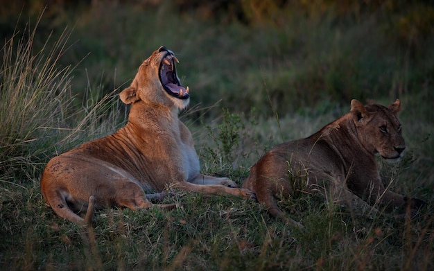 Group of angry lions on a field in Masai Mara Kenya