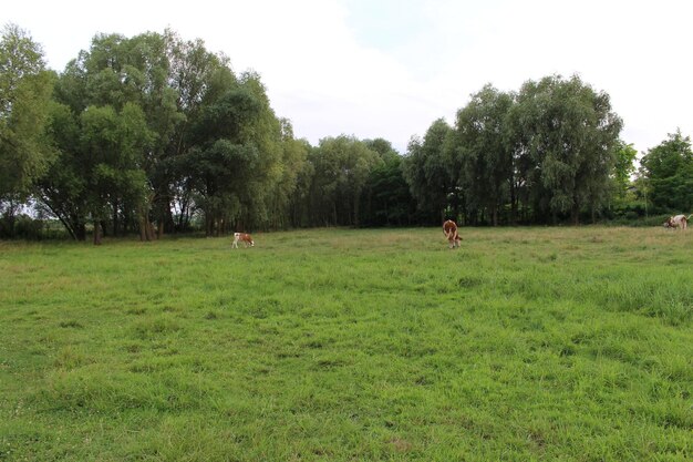 Photo a group of animals in a field