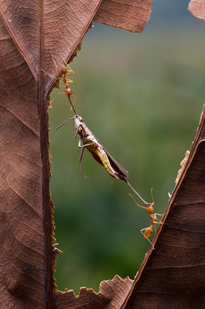 Group of ants carrying a dead grasshopper for eating