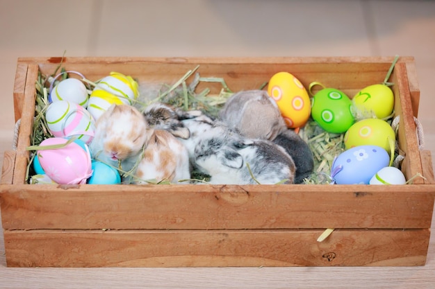 Group of baby Holland lop rabbits in the nest with mommy fur and hay and decorate with Easter eggs Happy Easter Happy holiday