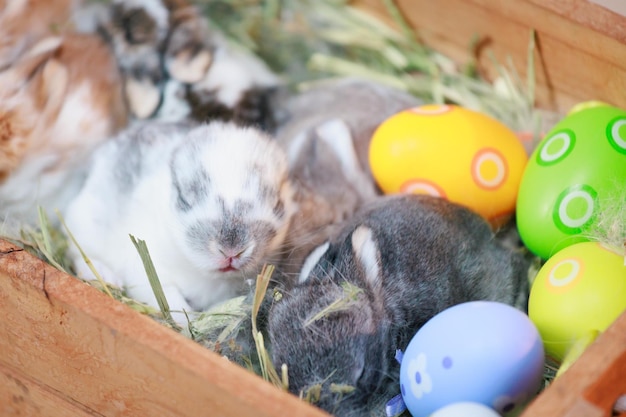 Group of baby Holland lop rabbits in the nest with mommy fur and hay and decorate with Easter eggs Happy Easter Happy holiday