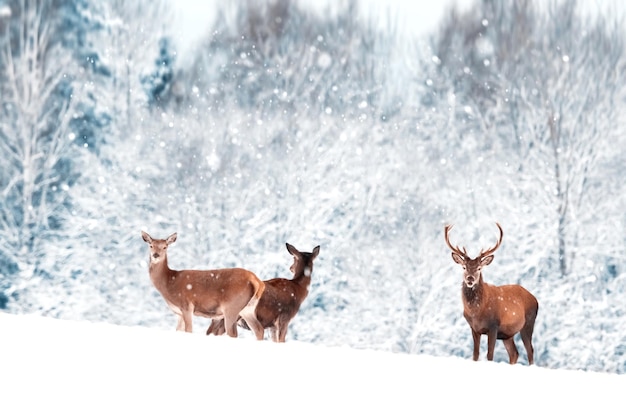 A group of beautiful male and female deer in the snowy white forest Noble deer Cervus elaphus Artistic Christmas winter image Winter wonderland