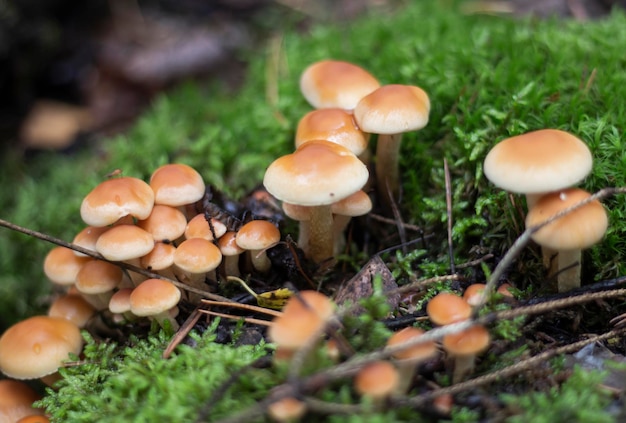 A group of beautiful mushrooms in the forest false honey mushrooms