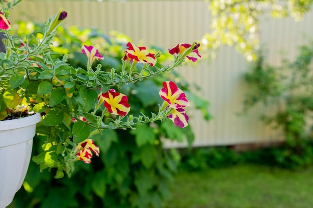 A group beautiful red and yellow striped petunias closeup in the flower garden hanging basket in the