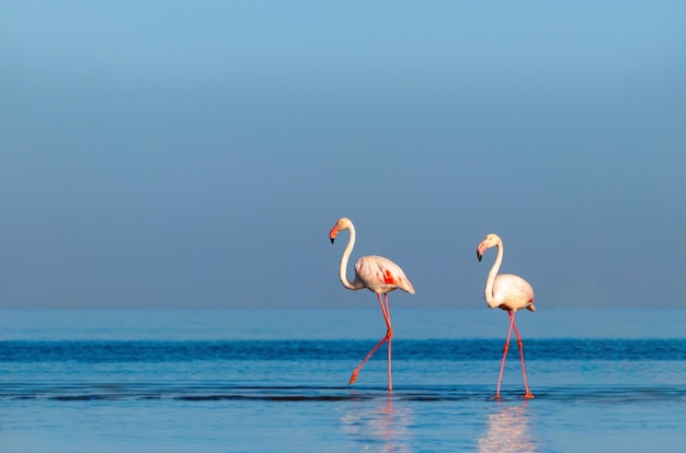 Group birds of pink african flamingos walking around the blue lagoon on a sunny day