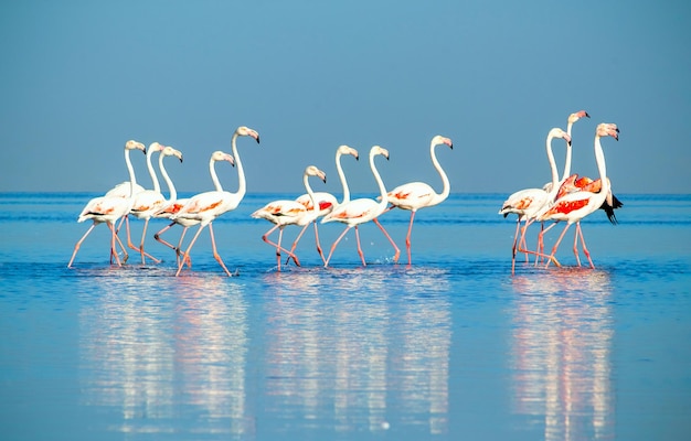 Group birds of pink african flamingos walking around the blue lagoon on a sunny day