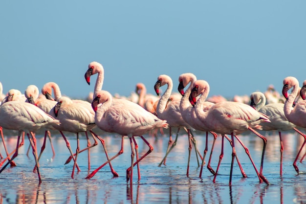 Group birds of pink african flamingos walking around the blue lagoon