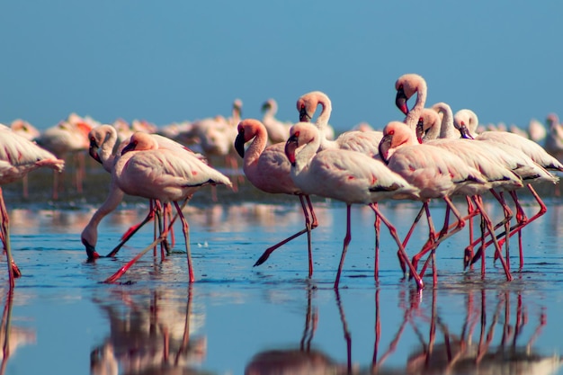 Group birds of pink african flamingos walking around the blue lagoon