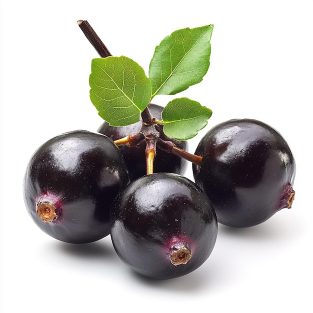 a group of black plums with a leaf that says  the word  on it