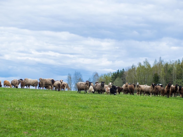 A group of black and white sheep graze on a green meadow livestock and farming concept