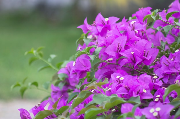 Group of bougainvillea flower agiant green background